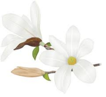 こぶし